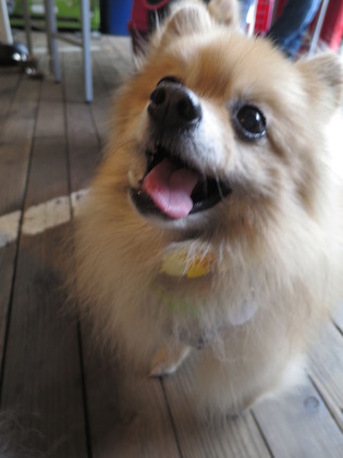 2019(R1)-5-18 第56回里親会 巣鴨 (13)