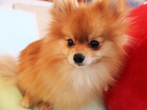 2021(R3)-2-15 苺love (22)