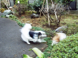 ロビンより速い