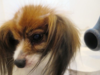 2014(H26)-7-17 �����ס� (7)