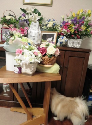 2017(H29)-3-21 ロビン永眠 No (47)