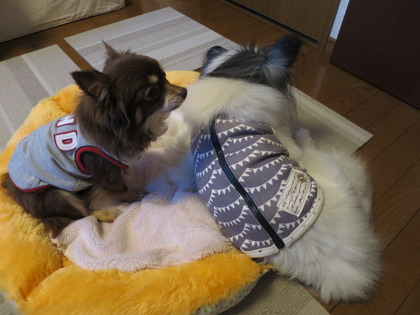 2015(H27)-1-12 朝から晩まで (42)