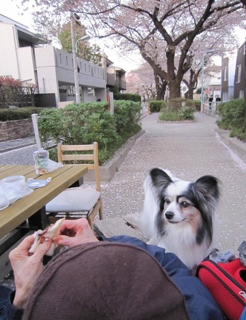 お祖母ちゃんと桜道 110413 (32)