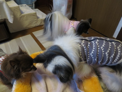 2015(H27)-1-12 朝から晩まで (39)