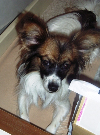 ���ۡ�����