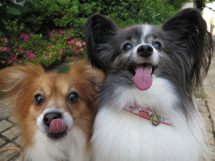 2018(H30)-5-24 ¼«Í³¤¬µÖ¥Ù¥Ë¥¹¤Ø (7)