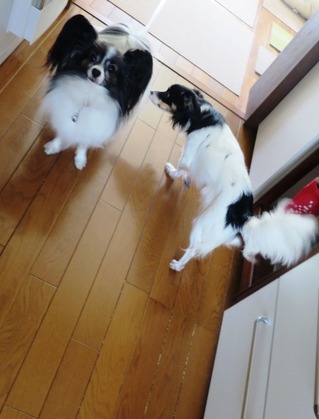 2015(H27)-11-19 ���Ĥ��ī (10)