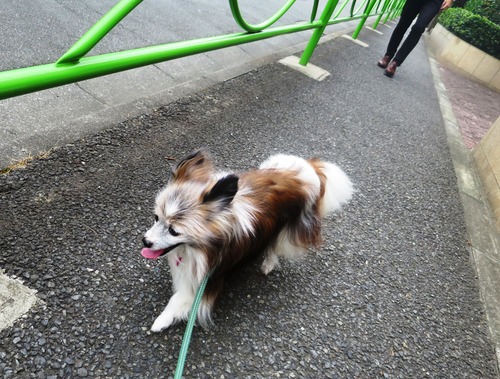 2019(R1)-9-1 秋の空気の散歩 (5)