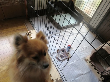 2019(H31)-2-16 ディアのトライアル (8)