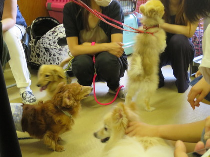 2017(H29)-7-15 ��30��Τ�Ʋ���� (2)