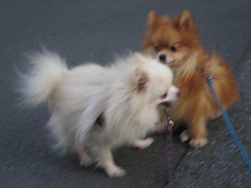 2020-11-11 お外でソット下ろしてみた (4)