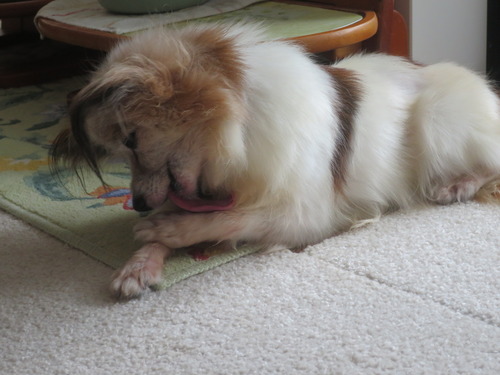 2020(R2)-9-2 退屈なファラ (10)