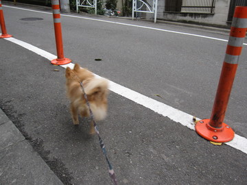 お散歩です 9