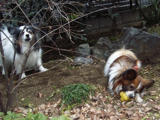 ロビン出し抜き