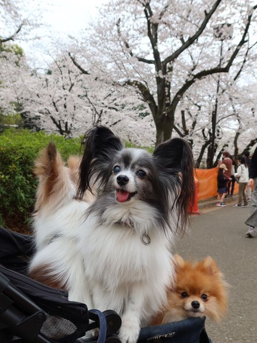 2021-3-26 代々木公園の桜 (8)