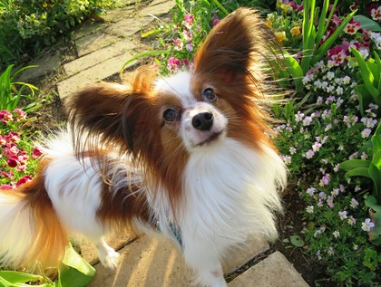 2016(H28)-4-17 代々木公園 (34)