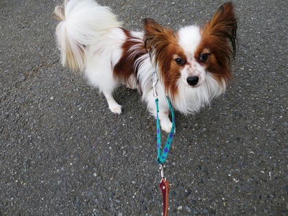 2016(H28)-4-23 ティムの朝散歩 (6)