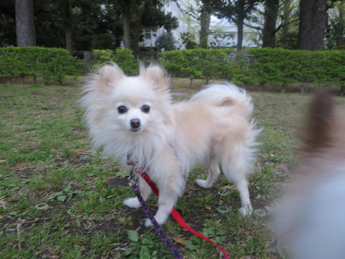 2020(R2)-4-19 パーシモン公園 (26)