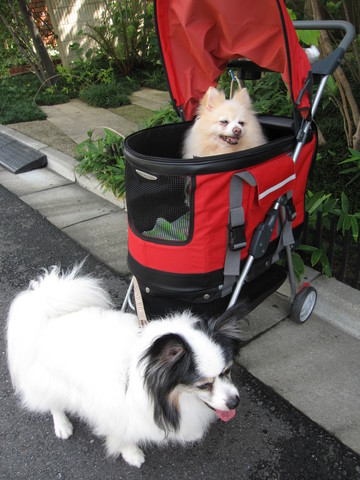 ���Ƥ�ī����