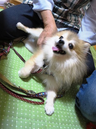 2017(H29)-9-24 マグお届け (6)