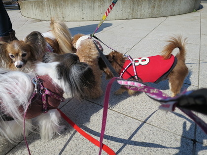 2015-2-11 ����ǰ���ν��ޤ��� (5)