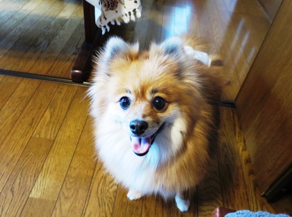 2019(H31)-2-16 ディアのトライアル (5)