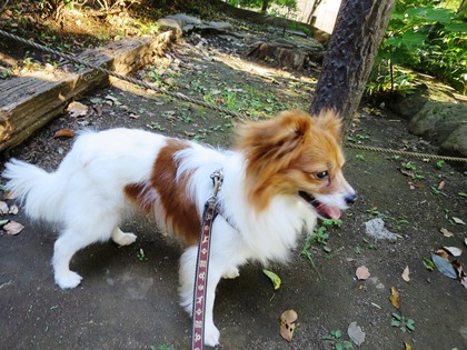 2018(H30)-6-30 ���������˥å���ī���� (14)