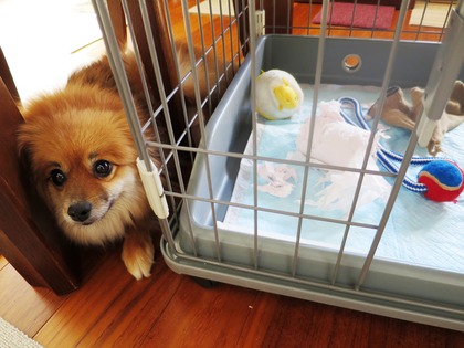 2019(H31)-2-1 いたずらしちゃったけど (3)