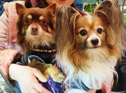 2015(H27)-2-14 �����Τ�Ʋ�θ�� (1)