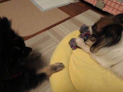 2017(H29)-11-10 �ɥ��Х���3Ƭ (5)