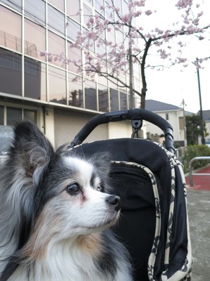 2014-3-17 春は強風 (31)