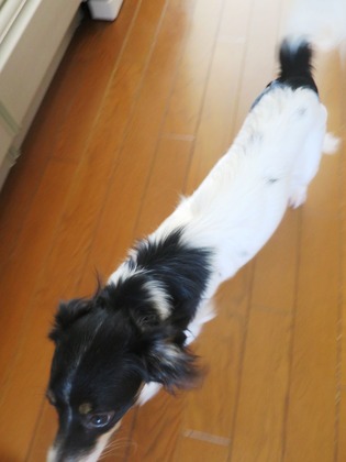 2015(H27)-11-19 ���Ĥ��ī (13)