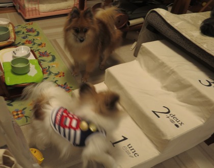 2018(H30)-12-24 ディアが生まれ変わった日 (10)