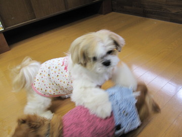 �Ǹ�Υȥ�ߥ󥰡�