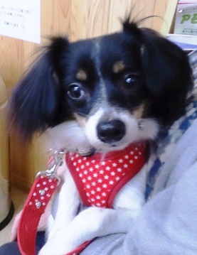 2015(H27)-10-31 リラ引出ご初日 (1)