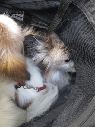 2019-4-28 三頭でお散歩 (7)