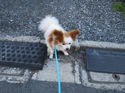 2017(H29)-8-9 ËÜÆü37¡îͽÁÛ¤ÎÁáÄ« (2)