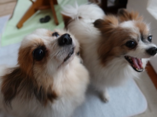 2021(R3)-5-5 ボニー、そろそろ (10)