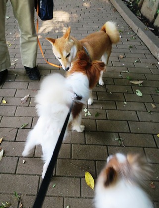 2018(H30)-6-30 ���������˥å���ī���� (4)