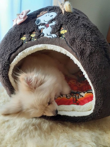 ޤɡ٥åɹ 2019-12-12 (2)