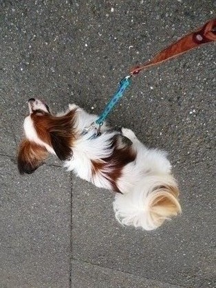 2016(H28)-4-23 ティムの朝散歩 (5)