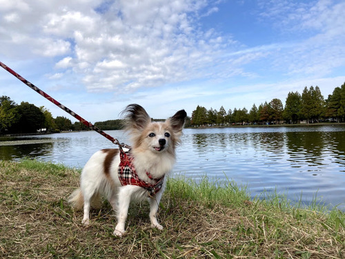 2020(R2)-11-1 1か月報告 03