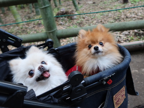 2020(R3)-3-9 すずめのお宿へ (12)