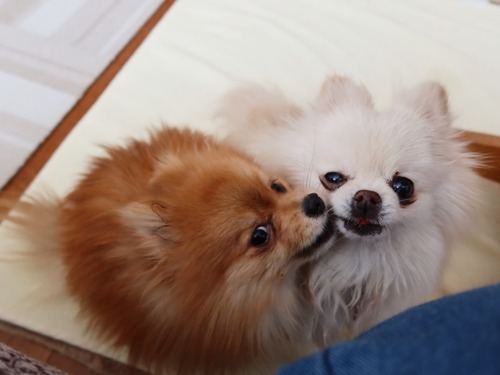 2021(R3)-2-25 ママがご飯の最中は (1)