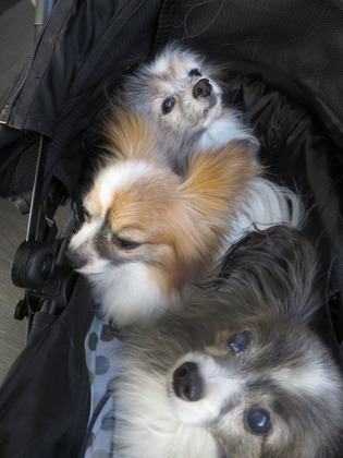 2019-4-28 三頭でお散歩 (1)