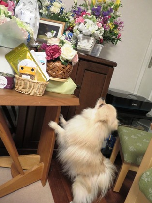 2017(H29)-3-21 ロビン永眠 No (34)