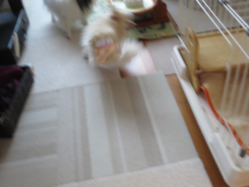 ご飯はケージで寛ぎは隅っこで 2020(R2)-1-8 (7)