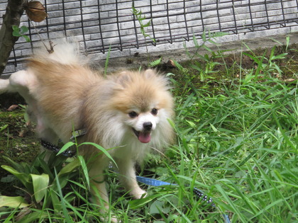 2017(H29)-8-12 ¥â¥µ¥â¥µ¤ÎÄí¤Ç (14)