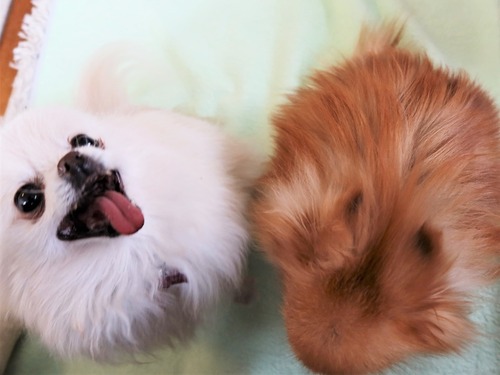 2021(R3)-2-15 苺love (3)