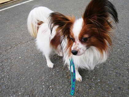 2016(H28)-4-23 ティムの朝散歩 (1)